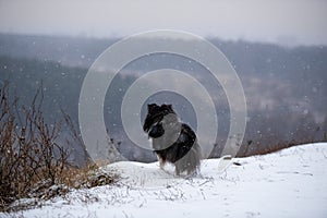 A dog stands on a hill in a blizzard