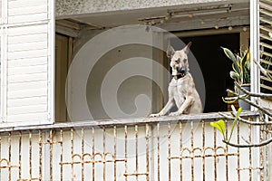 Dog stands with his front paws on the balcony fence and looks outside