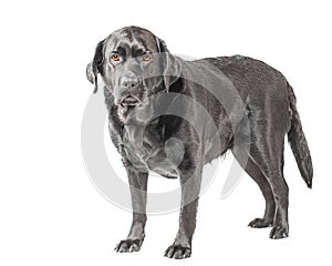 Dog stands isolated on white. Portrait of an adult black labrador retriever