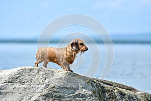 The dog stands on a large rock on the lake shore on a hot summer Sunny day. Dog breed wire-haired Dachshund