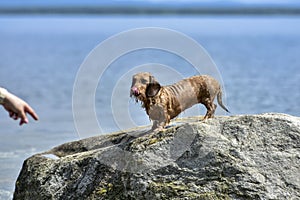 The dog stands on a large rock on the lake shore on a hot summer Sunny day. Dog breed wire-haired Dachshund