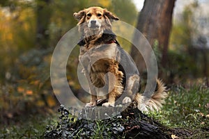 Dog stands on a log in the park in autumn