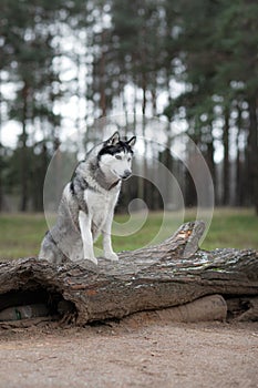 Dog stands n the forest. Siberian Husky in the nature