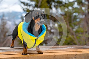 Dog stands observation deck against backdrop of picturesque landscape, forest.