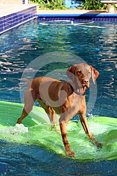 Dog stands on raft in pool