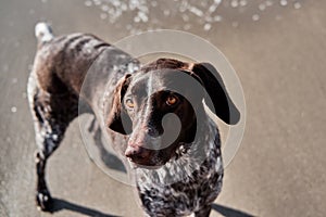 Dog stands on sand on beach. German shorthair breed of hunting dogs. Close up portrait of Kurzhaar. Walk with dog in fresh air in