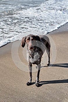 Dog stands on sand on beach. German shorthair breed of hunting dogs. Close up portrait of Kurzhaar. Walk with dog in fresh air in