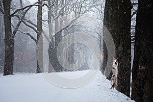 Dog stands by a tree in the park. pet for a walk in the park in winter.