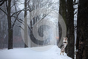 Dog stands by a tree in the park. pet for a walk in the park in winter.