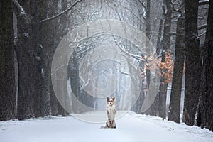 Dog stands by a tree in the park. pet for a walk in the park in winter.