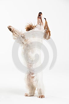 The dog stands on two hind legs. English cocker spaniel with honey gold coat.