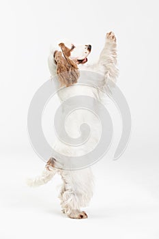 The dog stands on two hind legs. English cocker spaniel with honey gold coat.