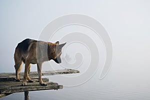 Dog stands on wooden pier on a foggy autumn morning over a lake or river. German Shepherd poses standing on the edge of