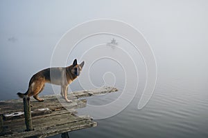 Dog stands on wooden pier on a foggy autumn morning over a lake or river. German Shepherd poses standing on the edge of