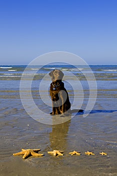 Dog with Starfish