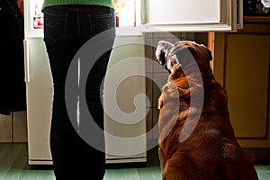 Dog staring at fridge