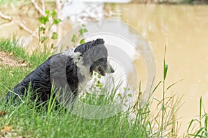 Dog staring into the waters of the Modder River