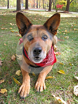 Dog starring intently