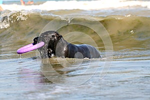 Dog stay in waves in sea with toy