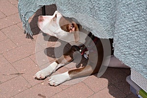 Dog staying cool in shade