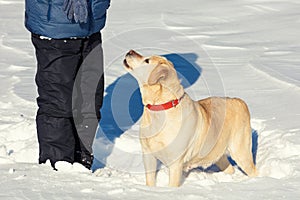 Dog stays near owner in deep snow