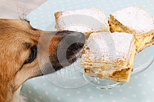Dog stealing a cake