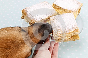 Dog stealing a cake
