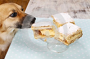 Dog stealing a cake photo