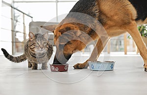 Dog stealing food from cat`s bowl on floor indoors photo
