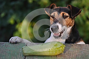 Dog stealing food