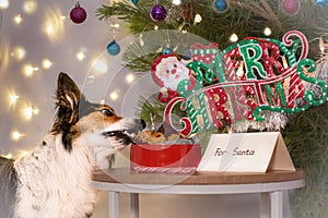 Dog stealing Santa\'s cookies on Christmas Day