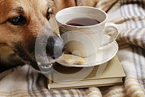 Dog steals a cookie