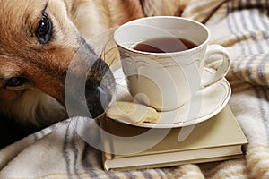 Dog steals a cookie