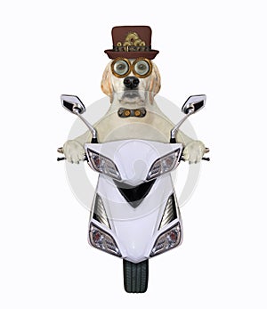 Dog steampunk rides moped