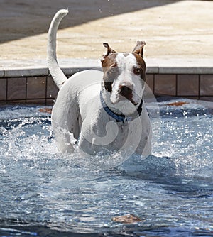 El perro sobre el paso en piscina 