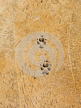 Dog steps on cement floor - semiotic indices photo