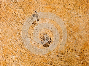 Dog steps on cement floor - semiotic indices photo