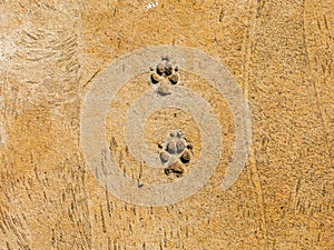 Dog steps on cement floor - semiotic indices photo