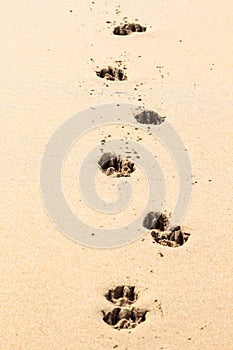 Dog steps in the Portuguese beach