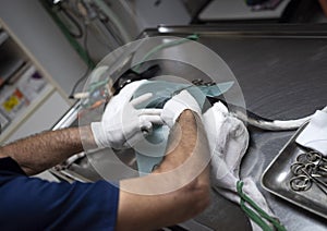 dog sterilization and vet