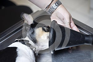 dog sterilization and vet