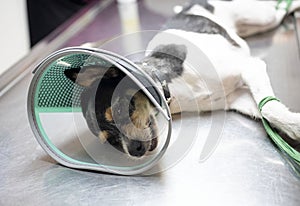 dog sterilization and vet