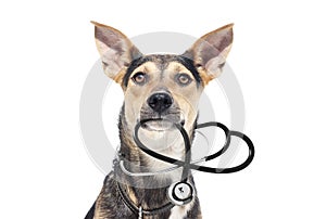 Dog and stethoscope