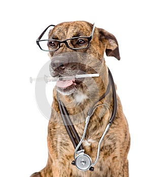 Dog with a stethoscope on his neck holding syringe in its mouth