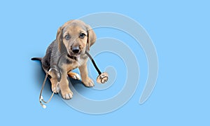 Dog and stethoscope isolated on blue photo