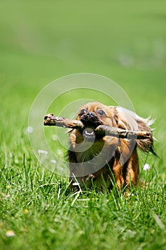 Dog with stick