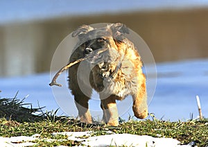 Dog with stick