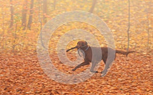 Dog with stick in autumn park