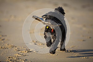 Dog with stick on beach