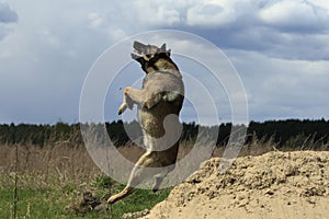 Dog With Stick In Jump